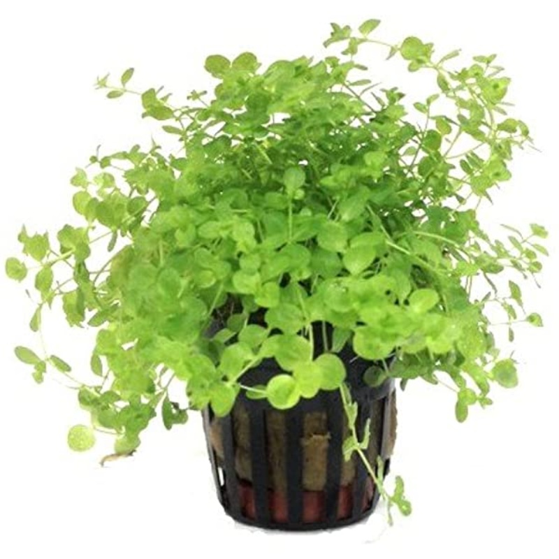 Monte Carlo Submerged Grown Pot