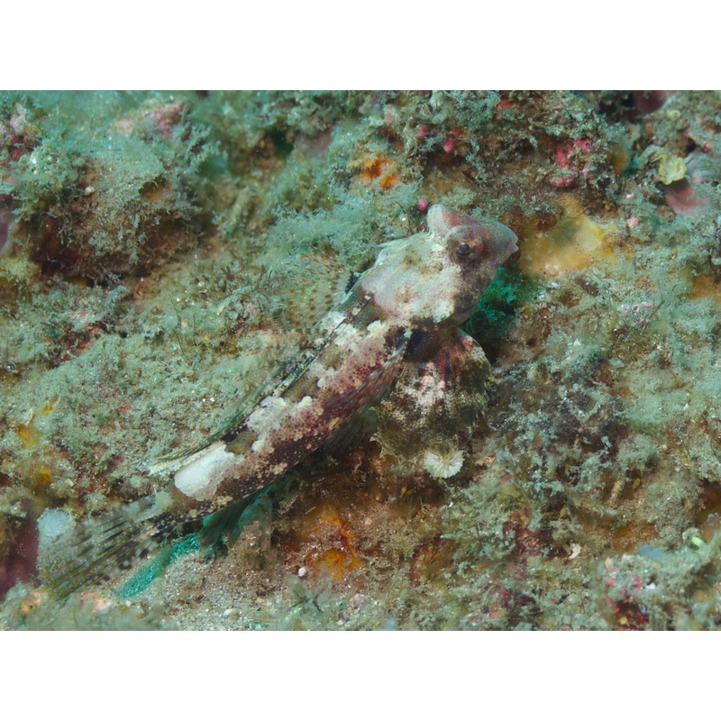 Morrisons Dragonet