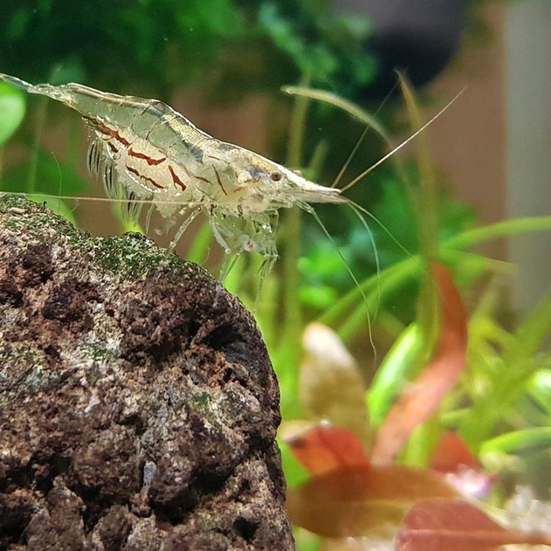 North Queensland Algae Shrimp 1.5-3cm