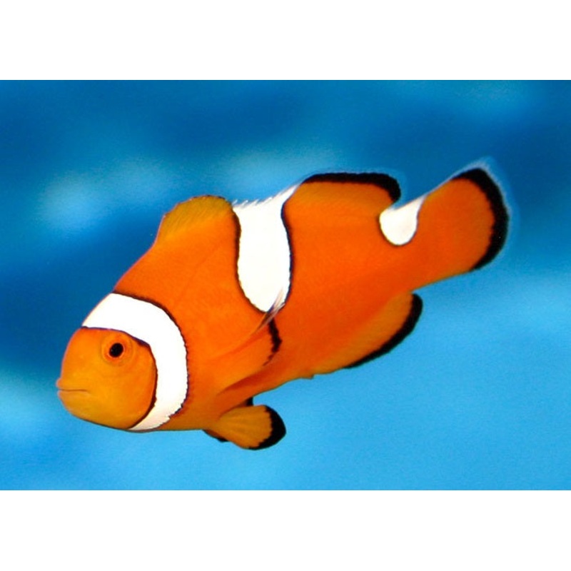 Ocellaris Clownfish