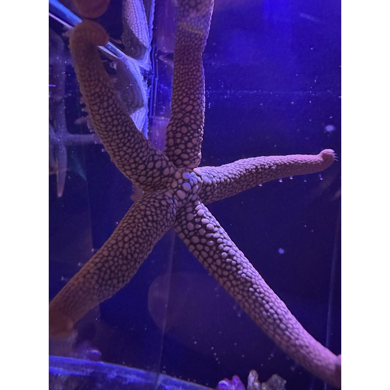 Orange Starfish 12-15cm