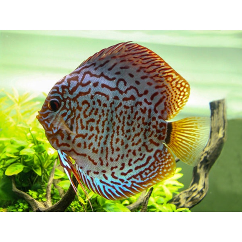Panthera Leopard Discus 7cm (MALAYSIAN IMPORT)