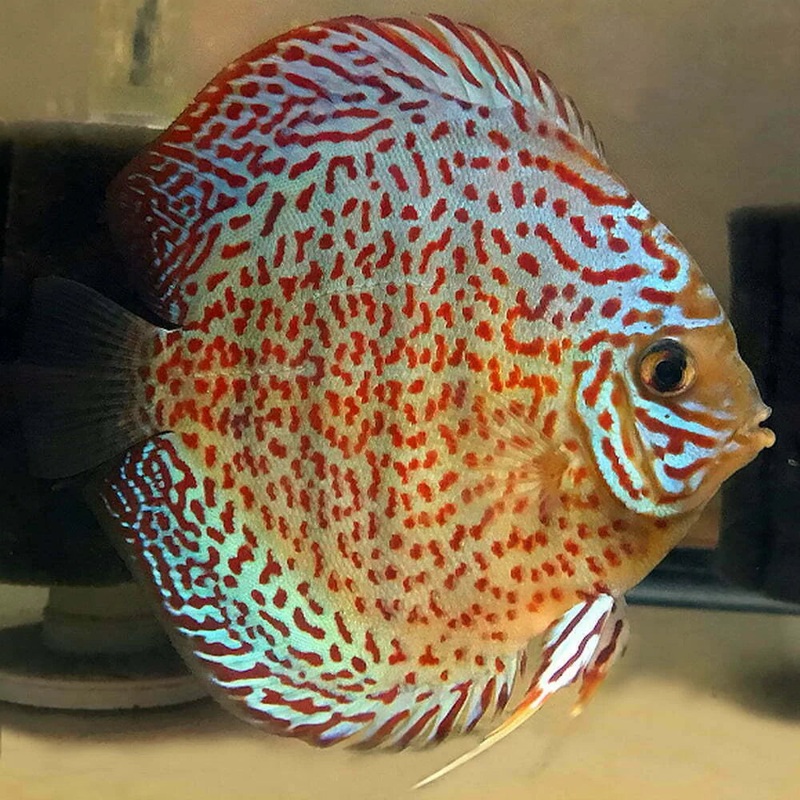 Panthera Snakeskin Discus 7cm (MALAYSIAN IMPORT)