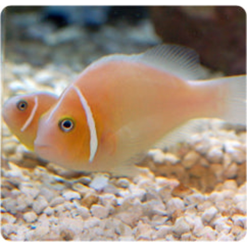 Pink Skunk Clownfish Pair