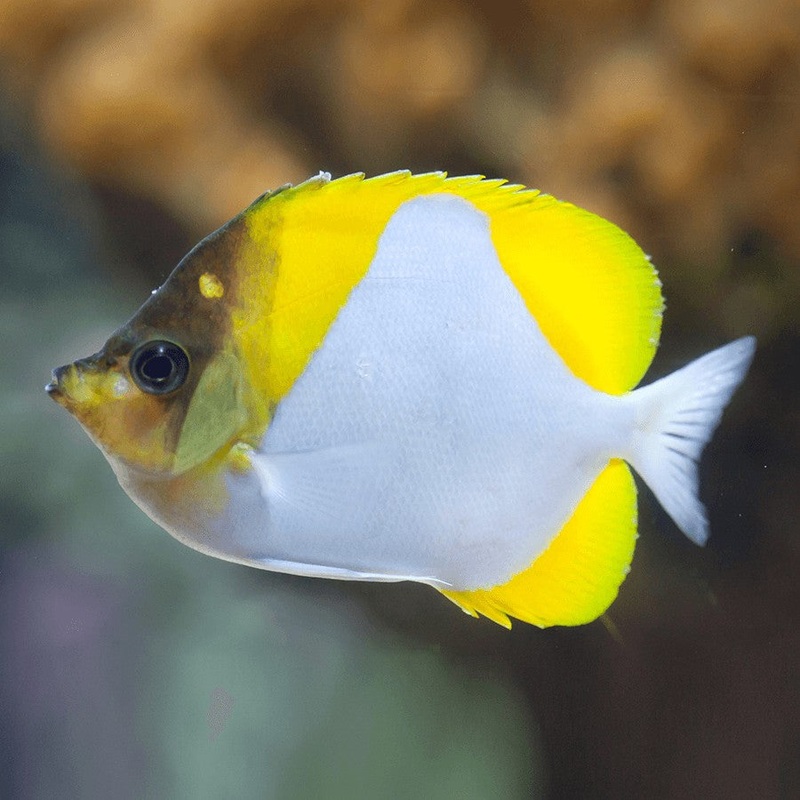 Pyramid Butterflyfish Large 12-15cm