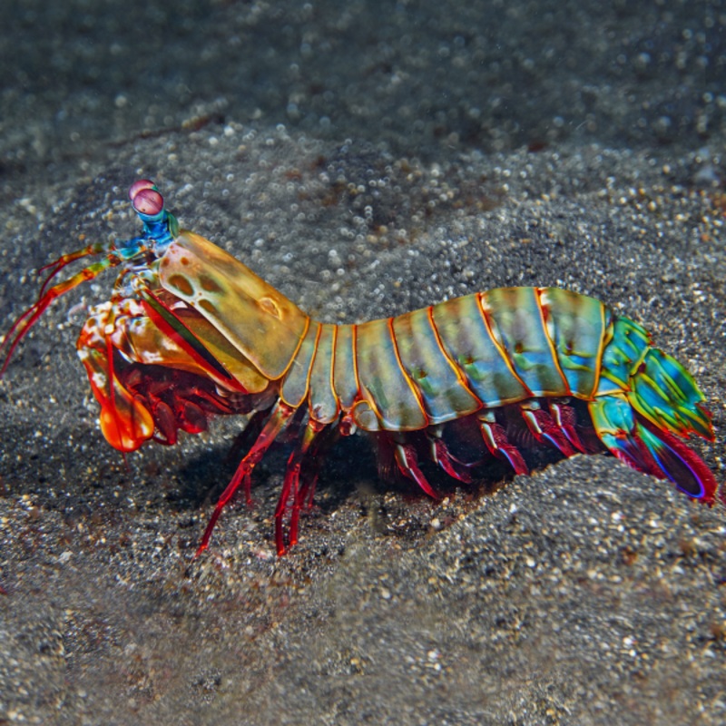 Rainbow Mantis Shrimp 7-10cm