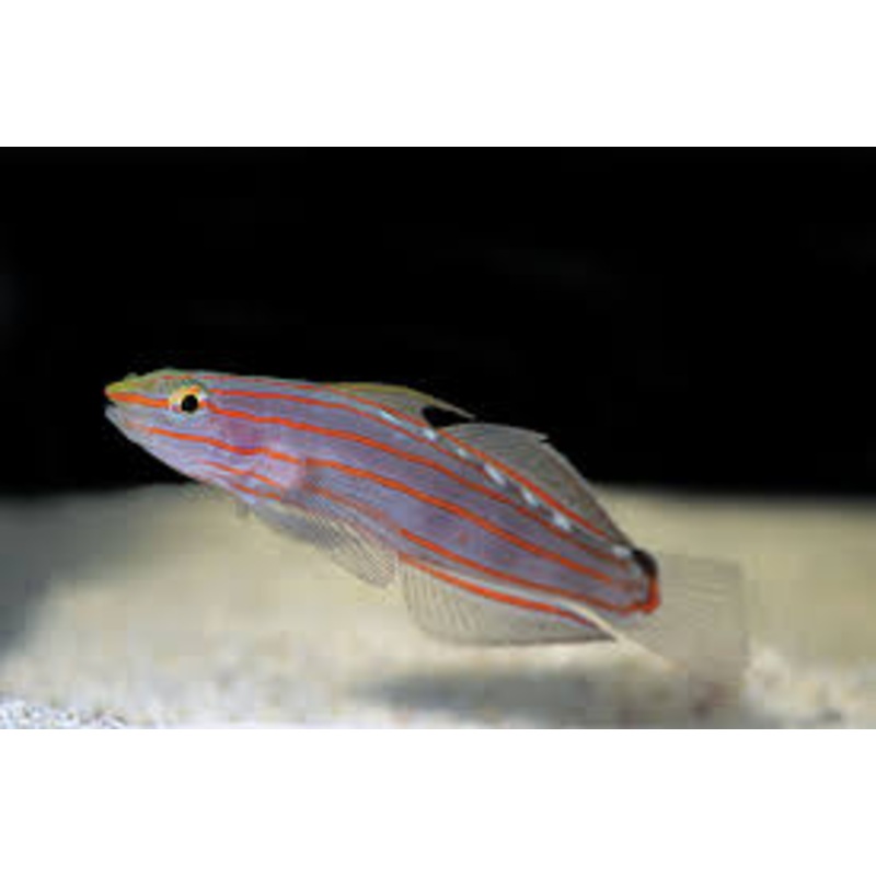 Rainfords Goby