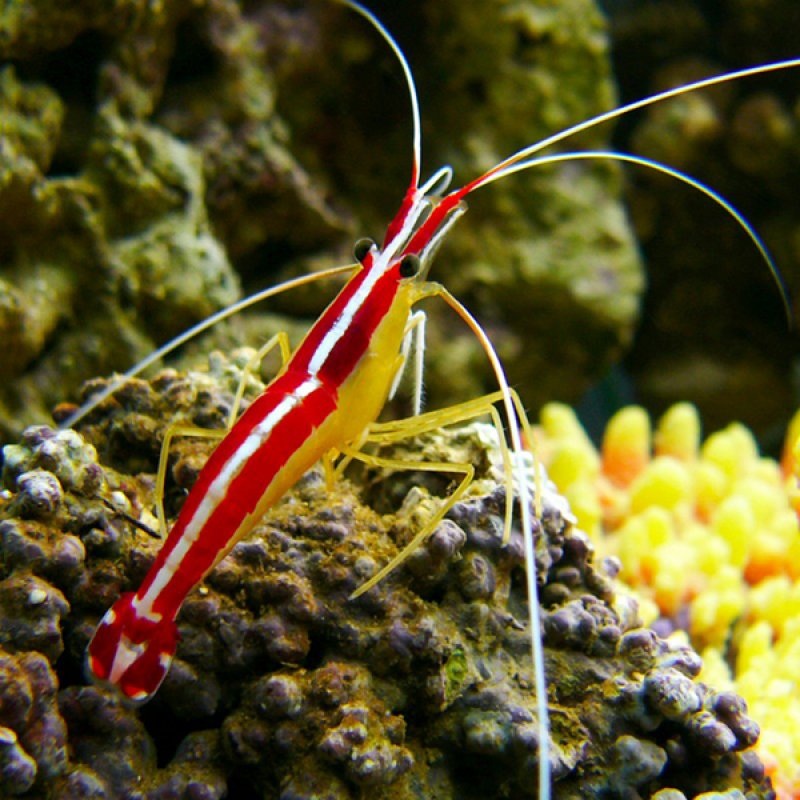 Red Line Cleaner Shrimp