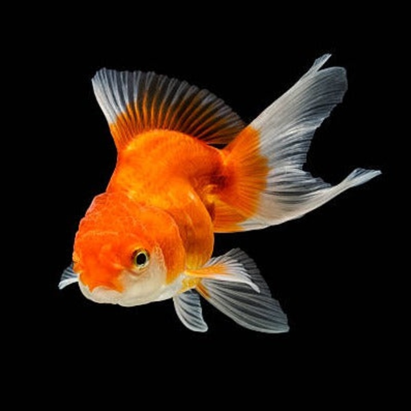 Red Oranda 7cm