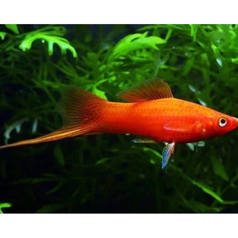 Red Swordtail