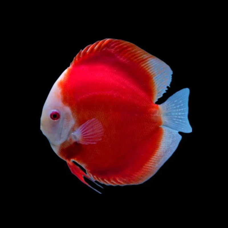 Red Valentine Discus 6cm (IMPORT)