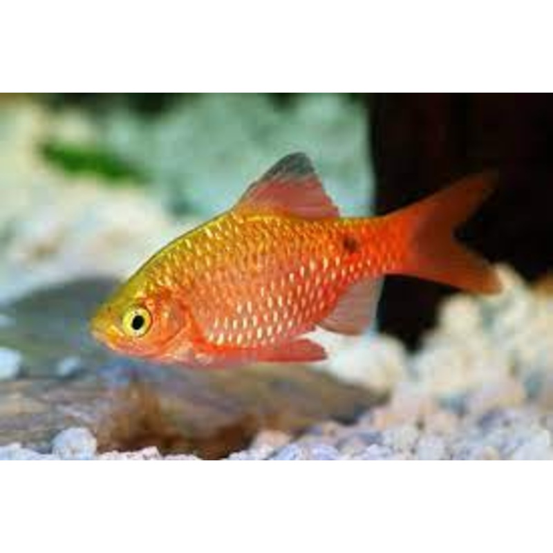 Rosy Barb Male 3cm