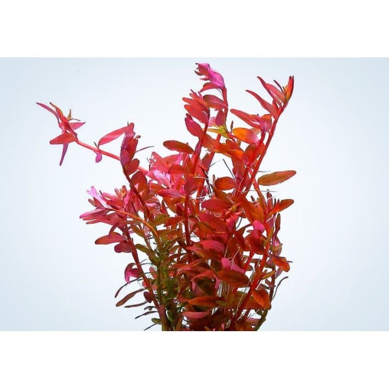 Rotala bloodii Emersed Grown