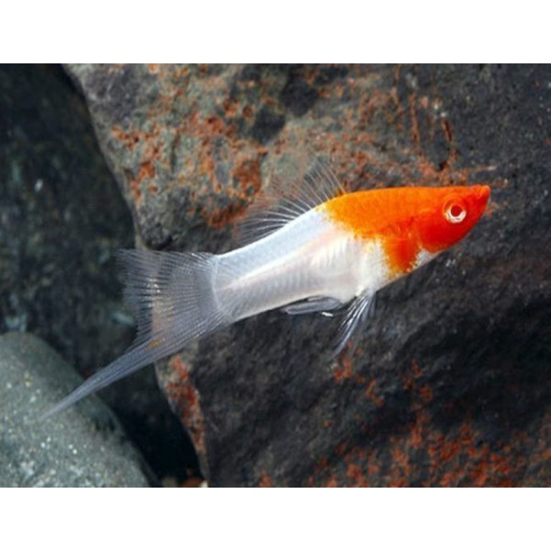 Santa Claus Swordtail