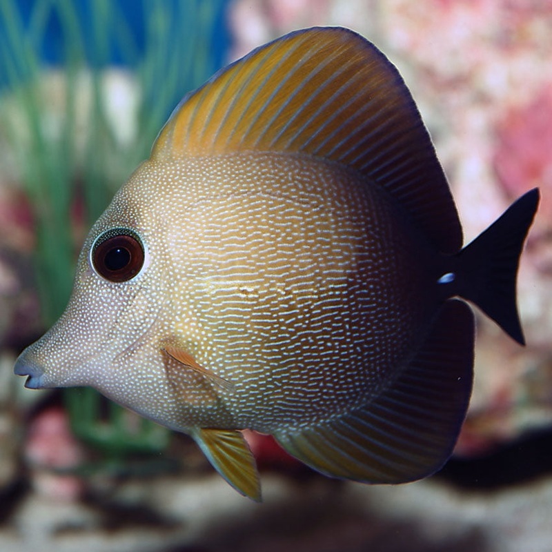 Scopas Tang Medium 7-12cm