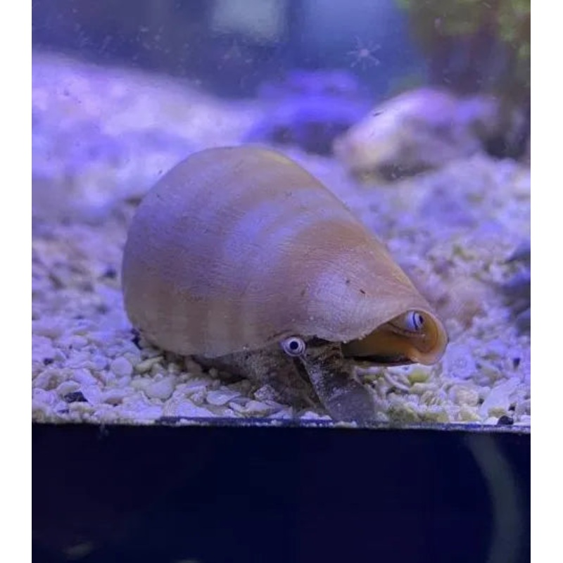 Strombus Snail
