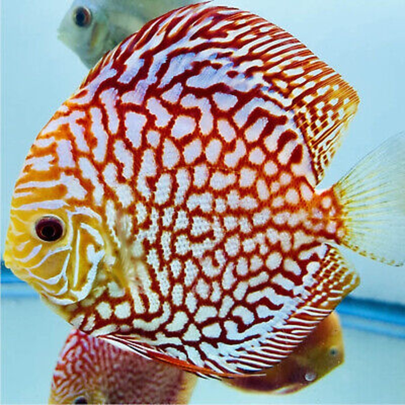 Super Red Checkerboard Discus 10-14cm (MALAYSIAN IMPORT)