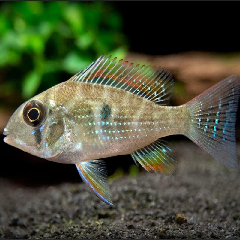 threadfin 5cm