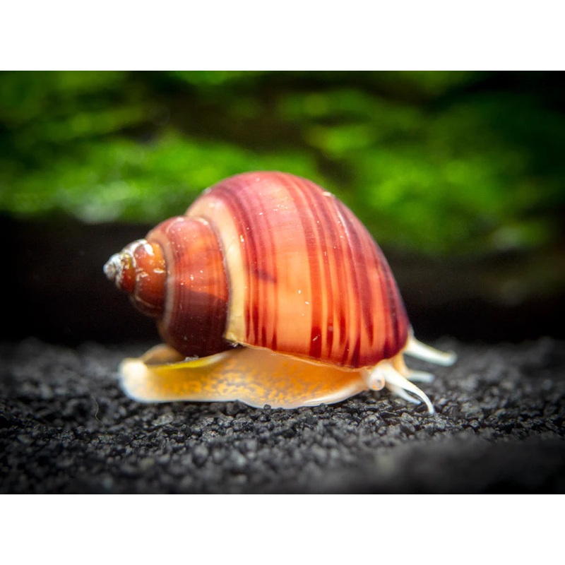 Tort Mystery Snail