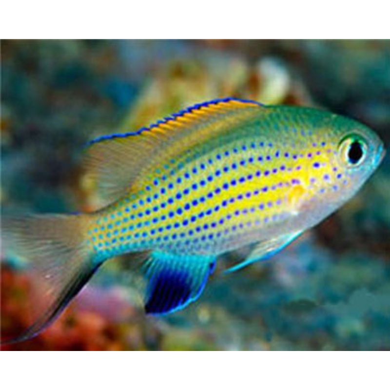 Vanderbilts Chromis