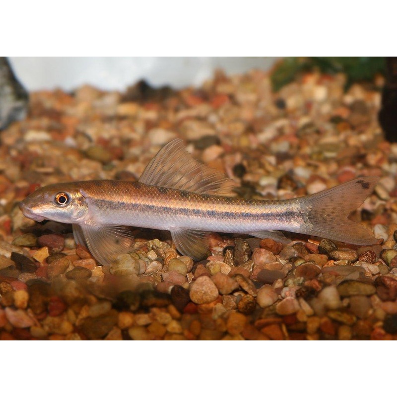 Sucking Catfish
