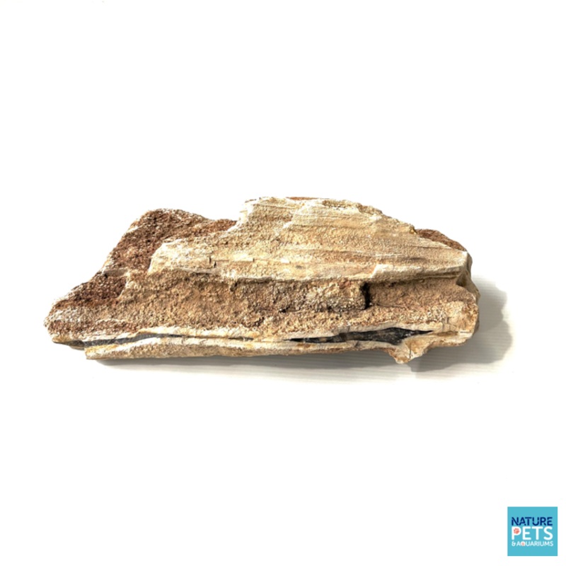 Petrified Wood Stone