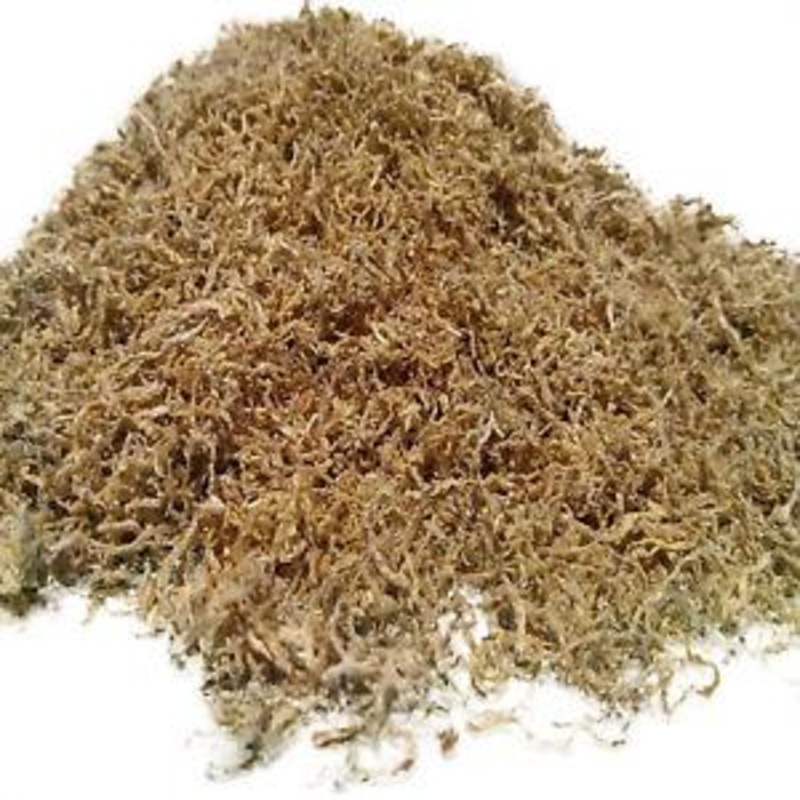 Australian Freeze Dried Black Worms