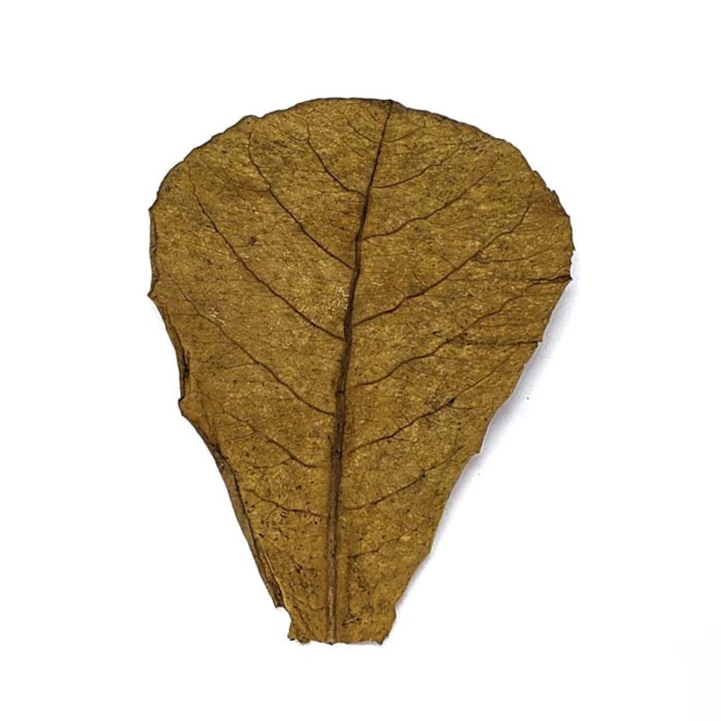 Indian Almond Leaf Single