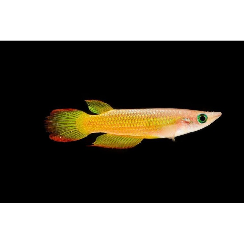 Panchax Gold