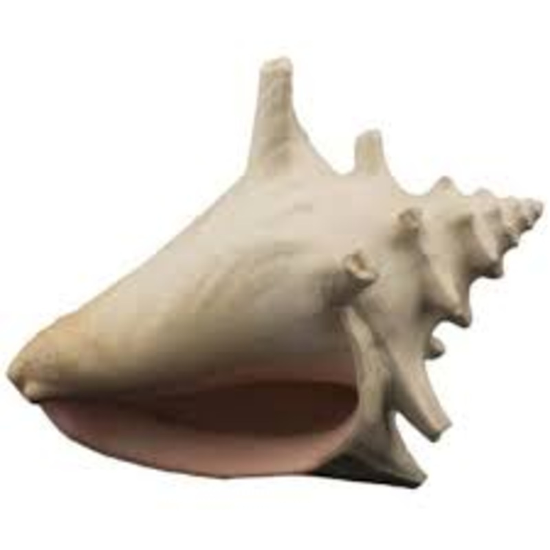 Bioscape Milk Conch Shell