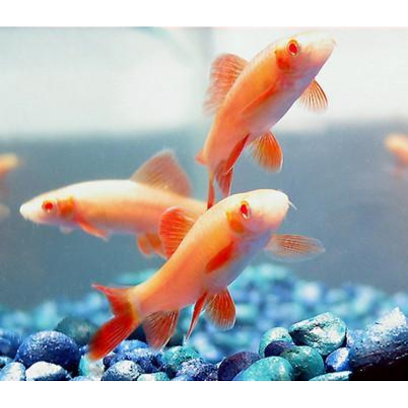 Gold Albino Shark 5 Cm