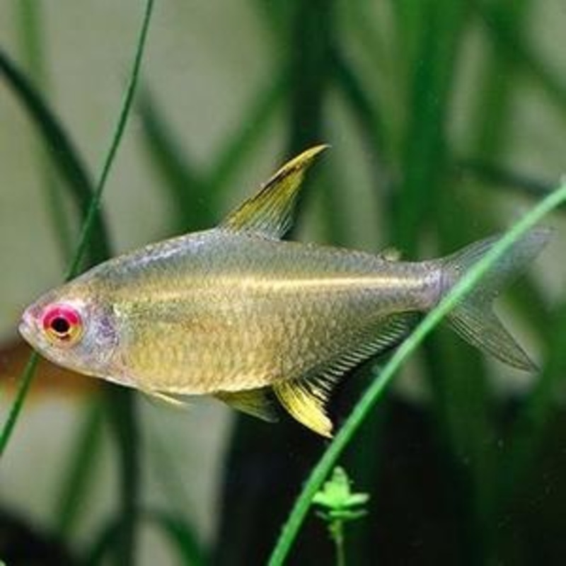 Lemon Tetra