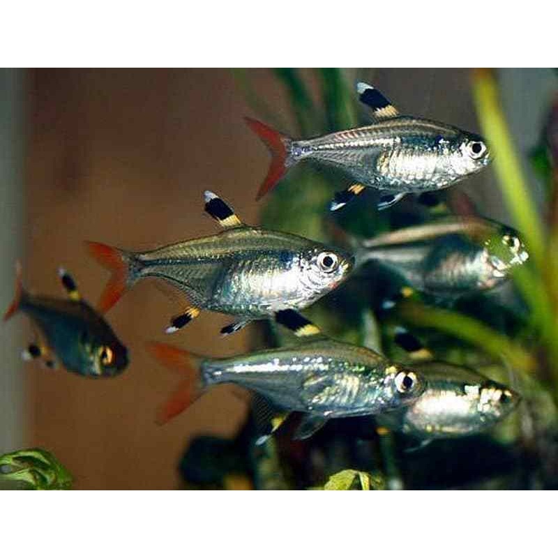 Pristella Tetra 2.5 Cm