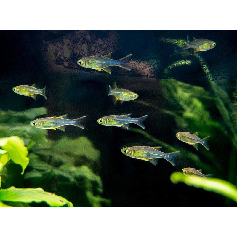 Celebes Rainbow 2 Cm