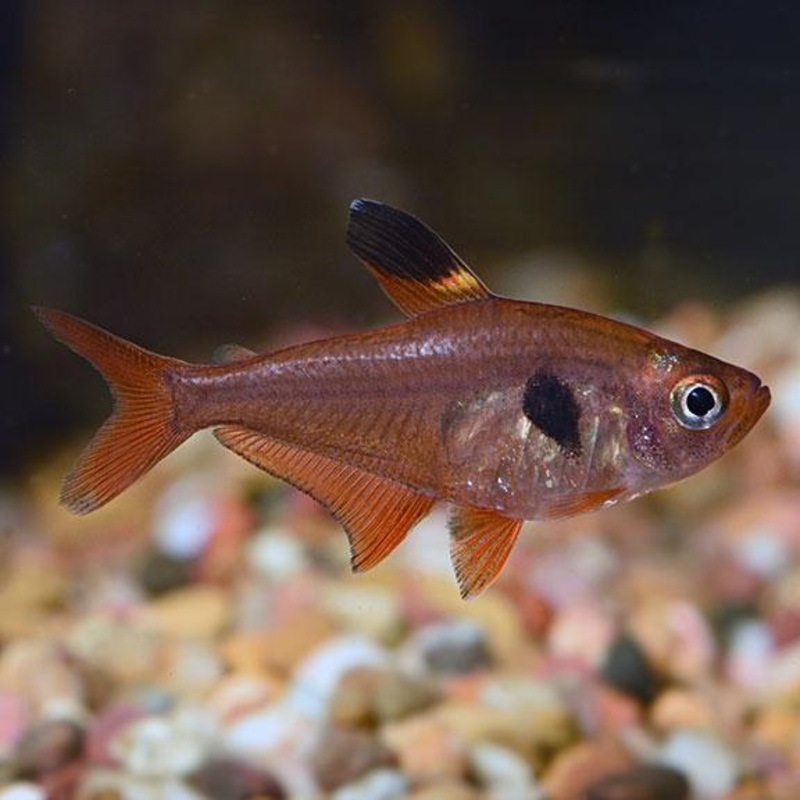 Red Phantom Tetra 3 Cm