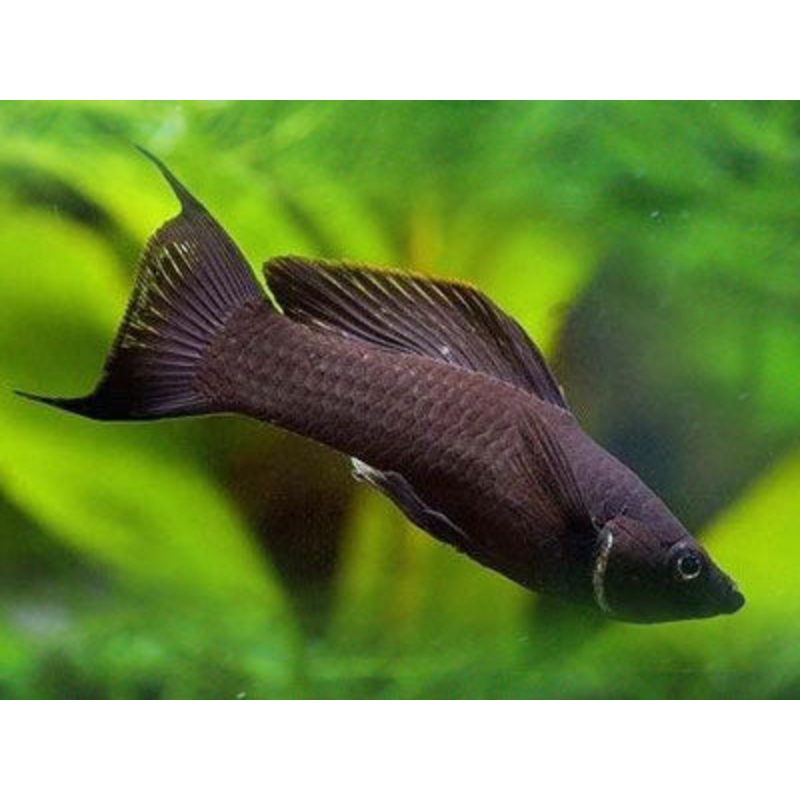 Black Lyretail Molly