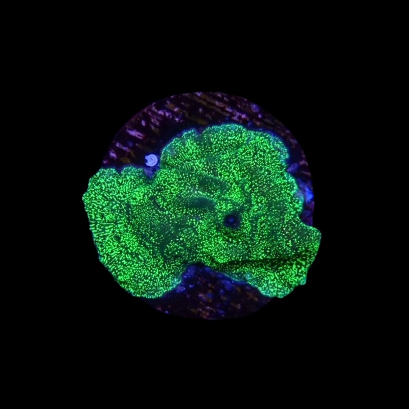 Green Glitter Leptoseris - Frag