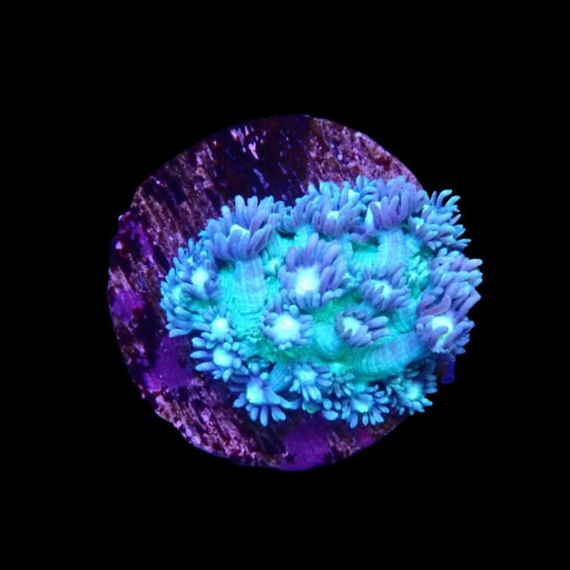 Green Goniopora - Frag