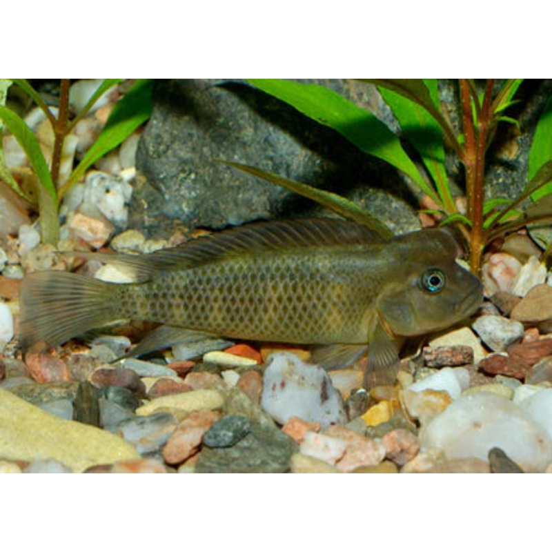 Lionhead Cichlid 5cm