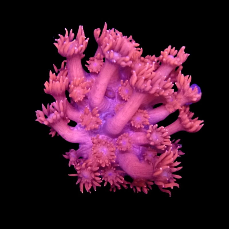 Magenta Goniopora - Frag
