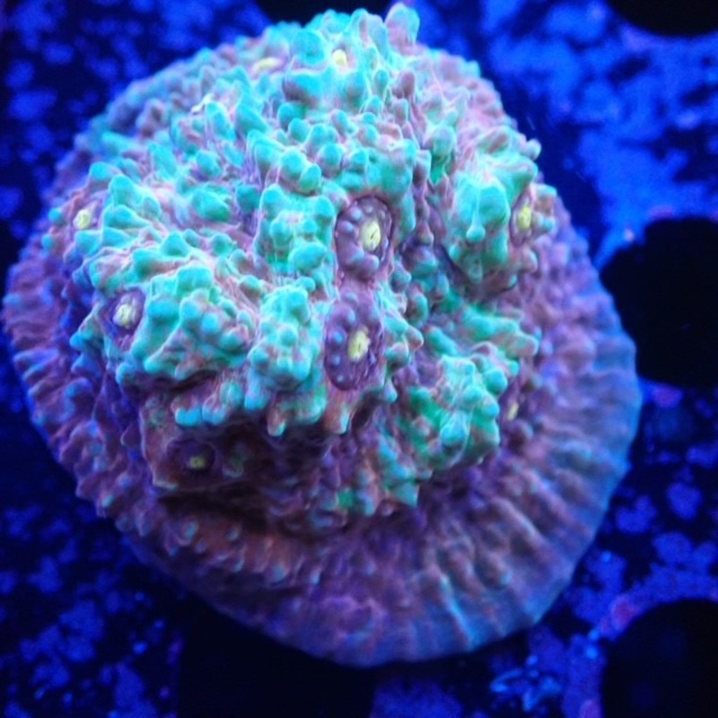 NPA Pearl Chalice - Frag