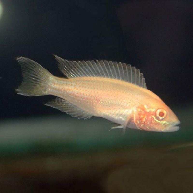 Princess Cichlid - Albino