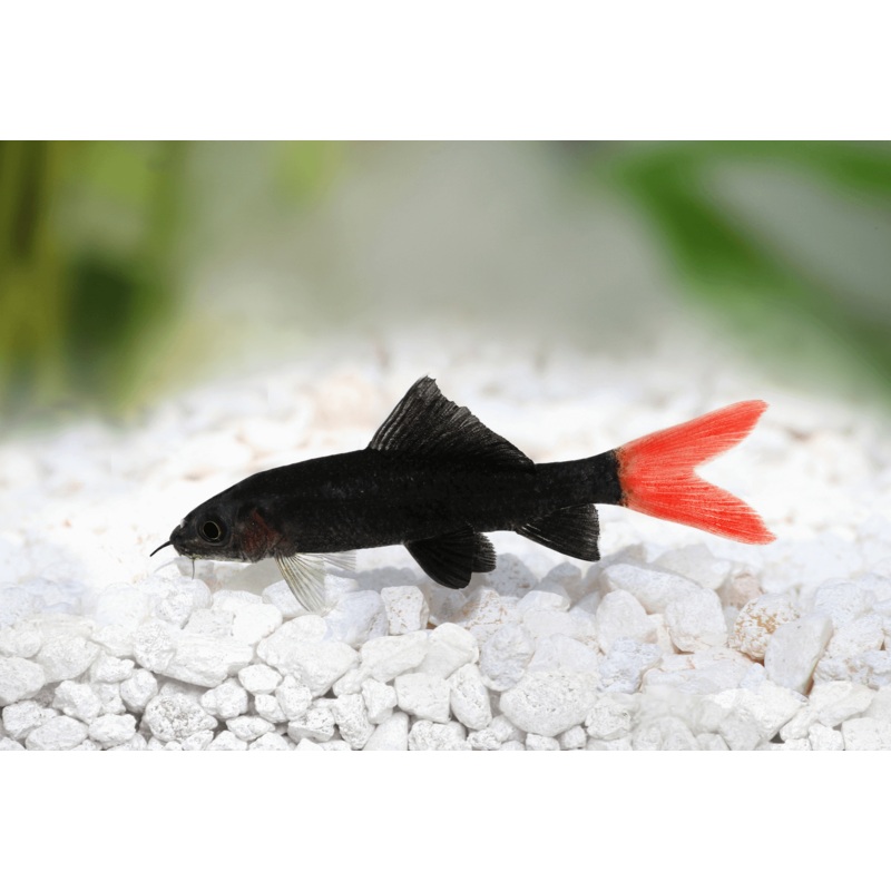Redtail Shark 5 Cm