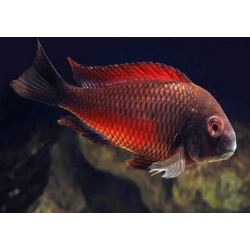 Tropheus Red Moliro
