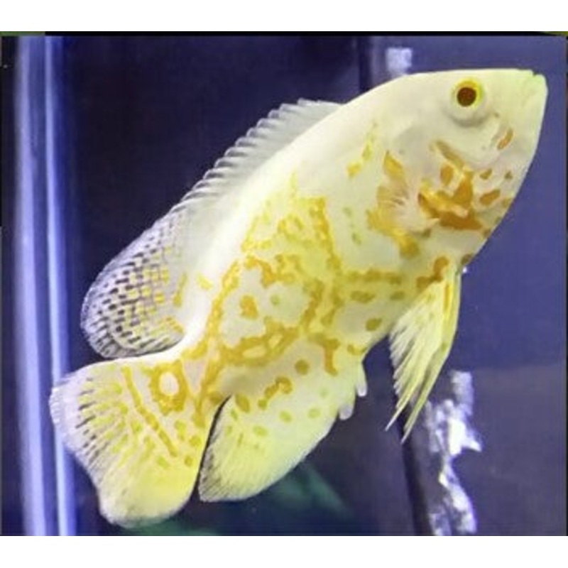 A Grade Lemon Oscar 7cm