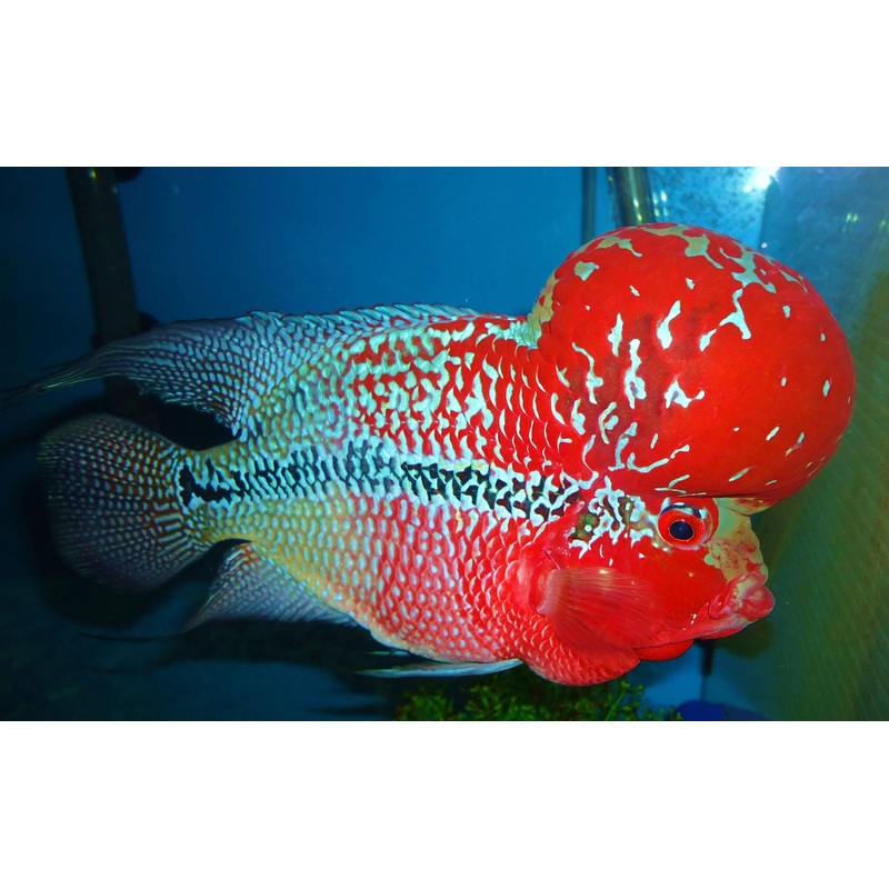 A GRADE Super Red Dragon Flowerhorn 15CM
