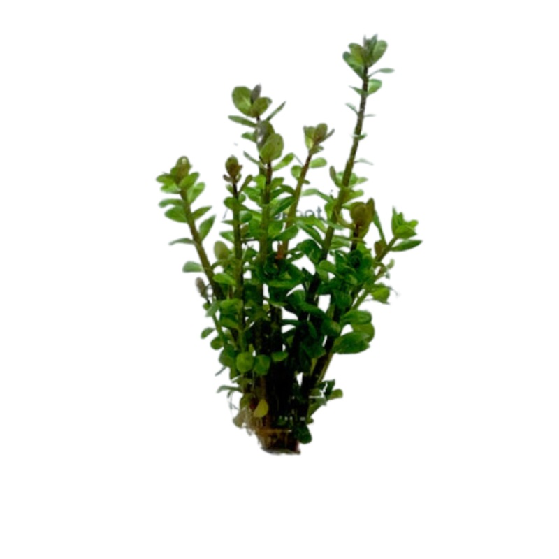 Ammania Bonsai
