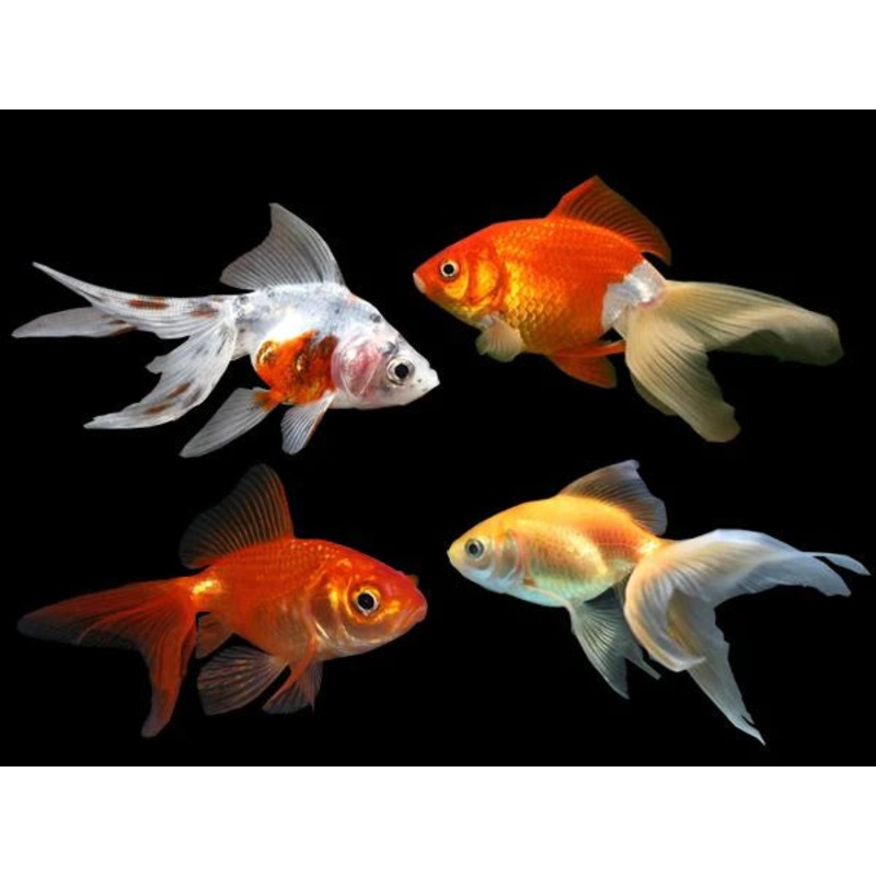 Assorted Fantail 12cm