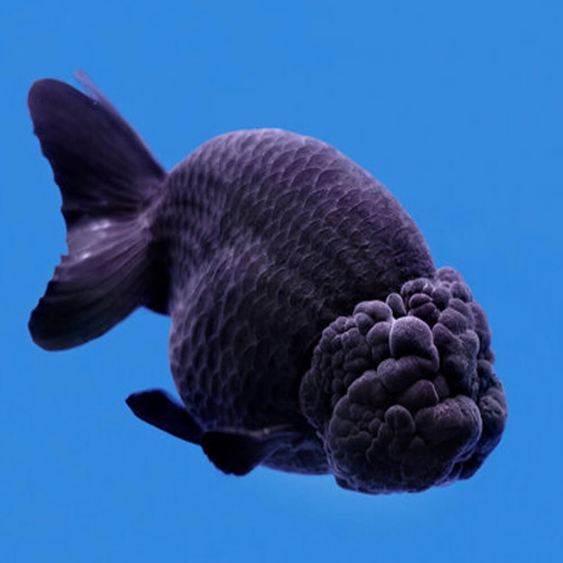 Assorted Ranchu 8cm (Black)