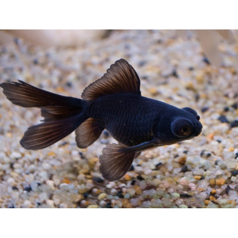 Black Moor 12cm